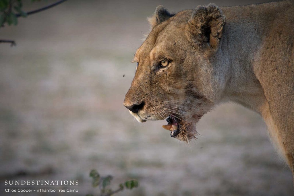 Lioness licking her lips