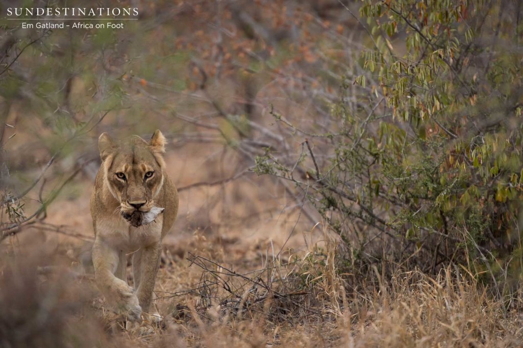 Hercules lioness - a formidable force