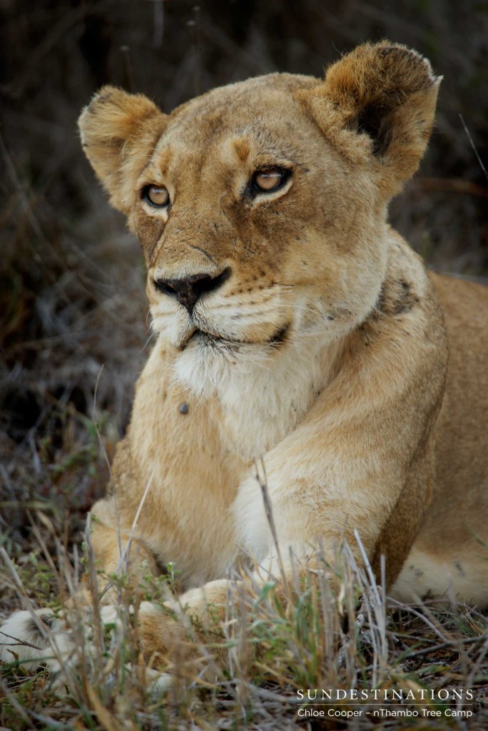 Ross Breakaway lioness posing briefly