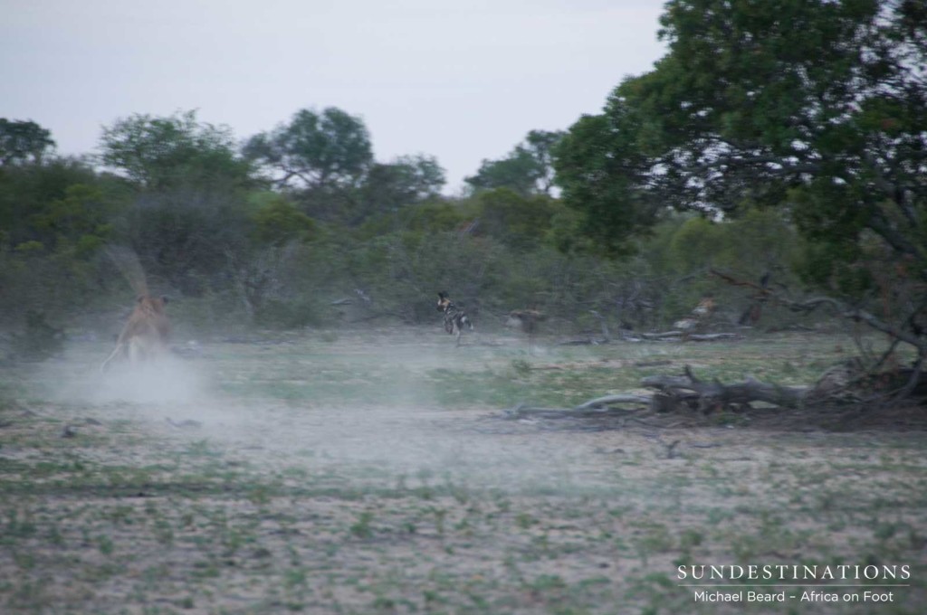 Lions charging at the wild dogs