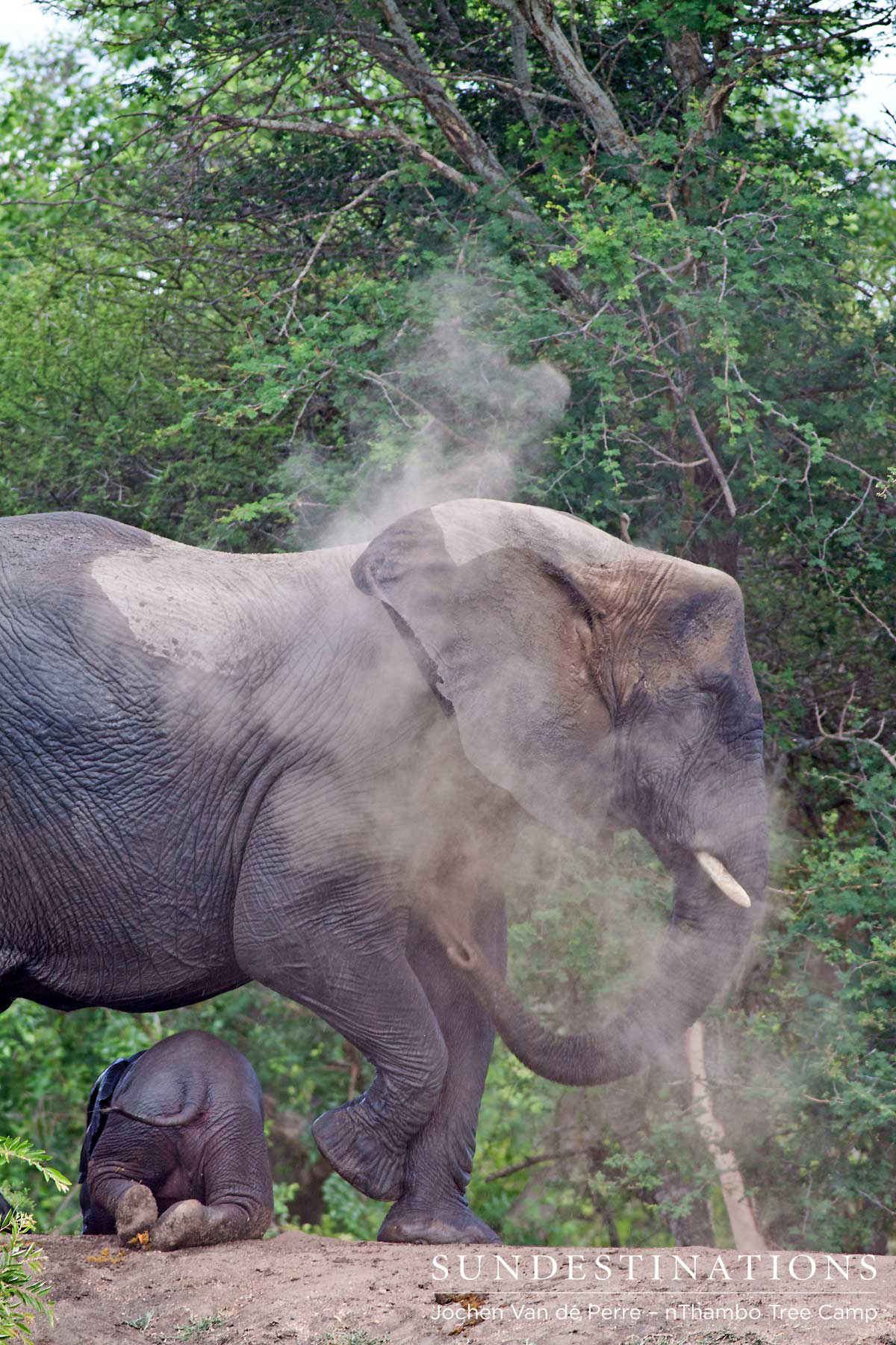Elephant - nThambo