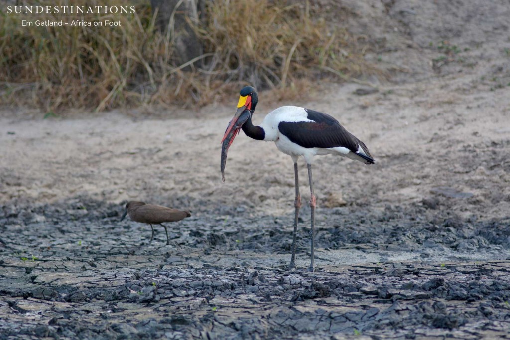 Saddle-billed stork eating barbel at dried up dam