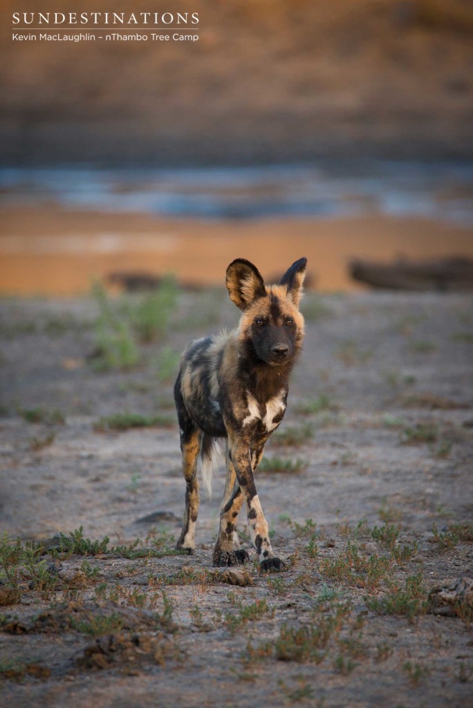 African wild dog 