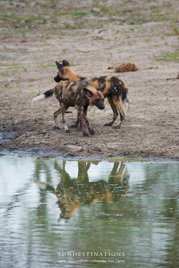 Playful pups