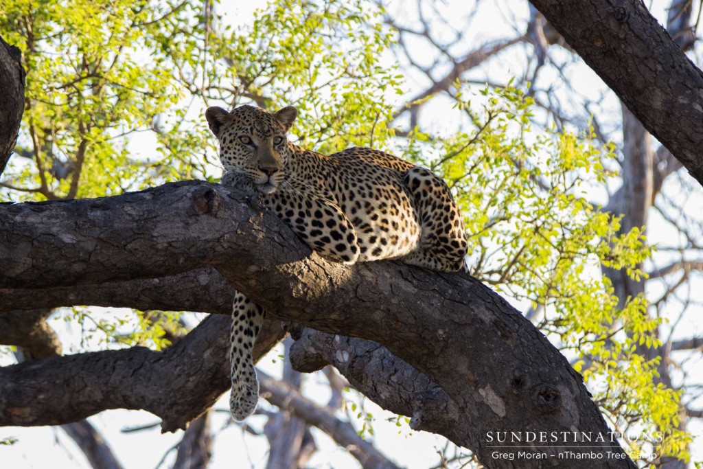 Zero resting in a tree