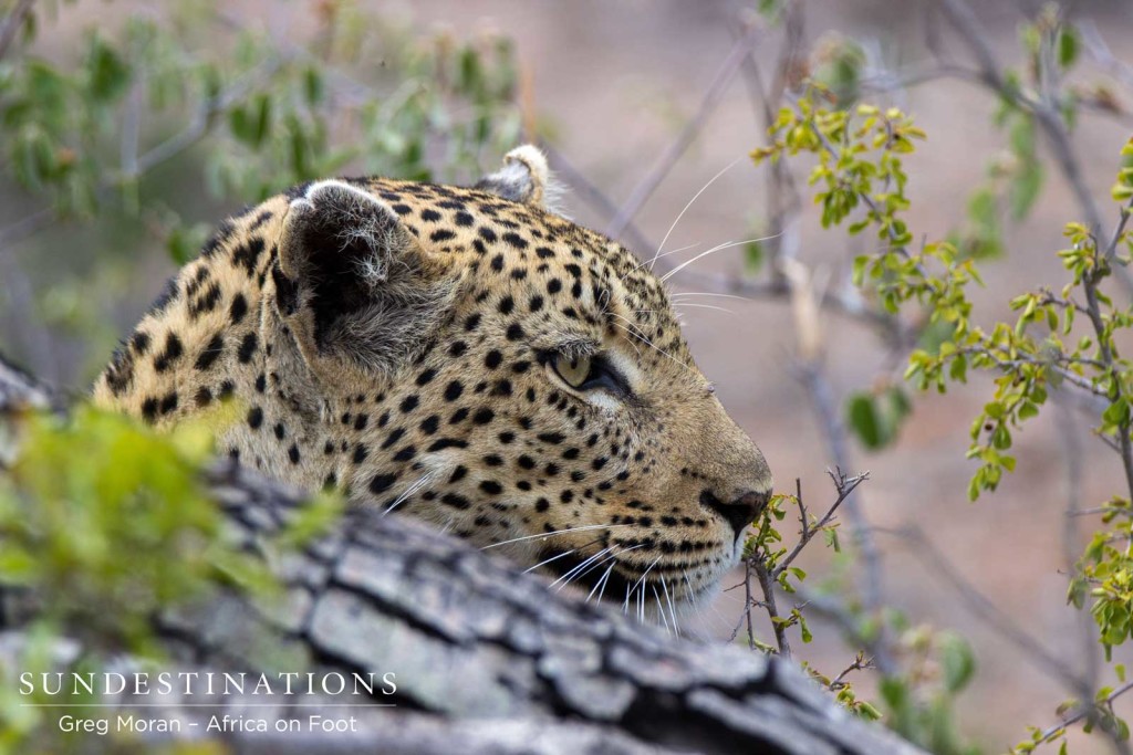 Cleo taking cover as she watches impala