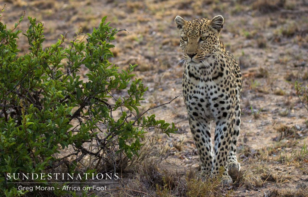 Cleo pausing to reposition herself near impala herd
