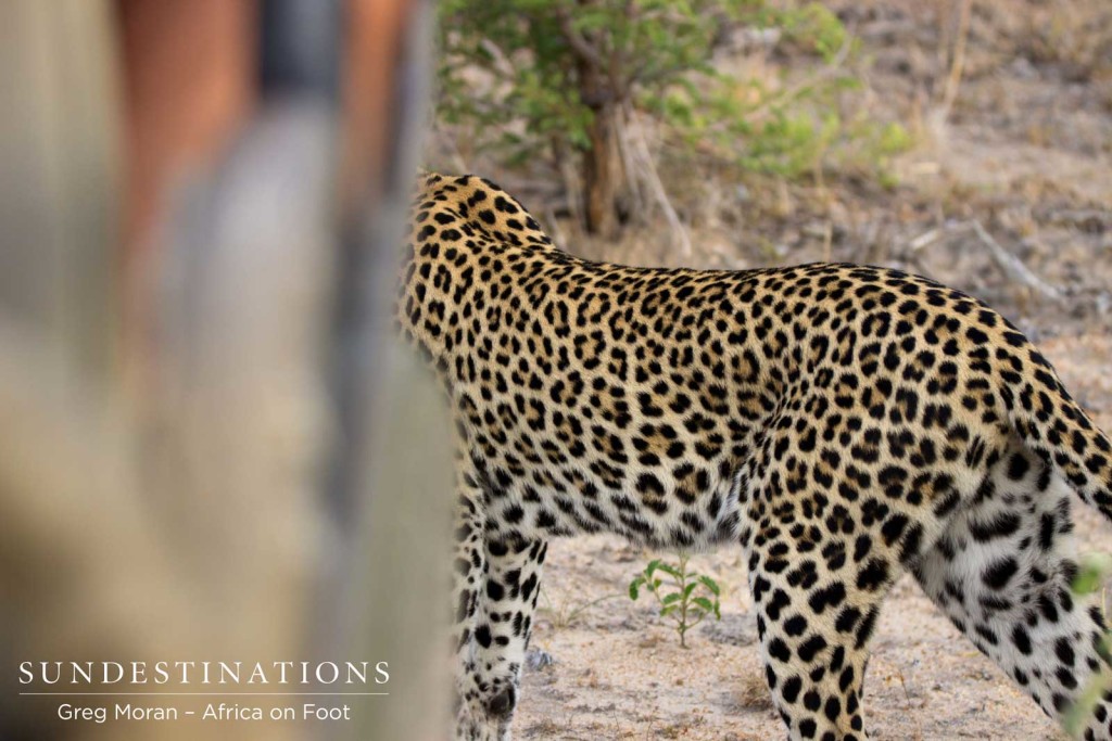 Cleo passes the vehicle full of Africa on Foot guests