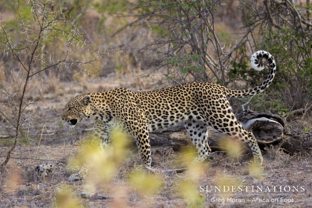 Cleo on the move stalking impala