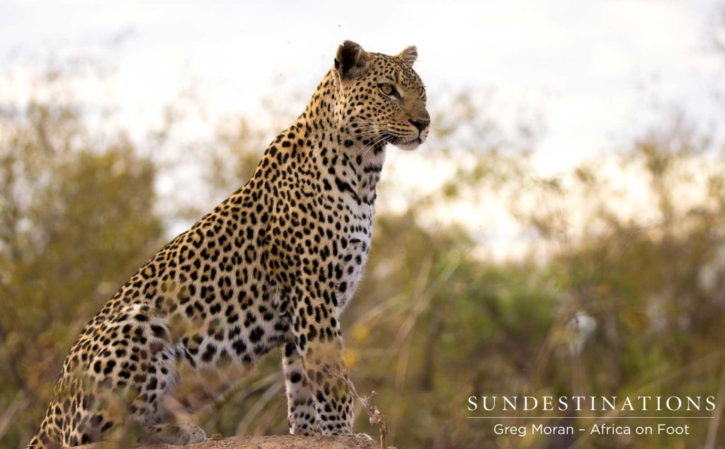 Cleo the leopardess takes a good look at her options to stalk the impala