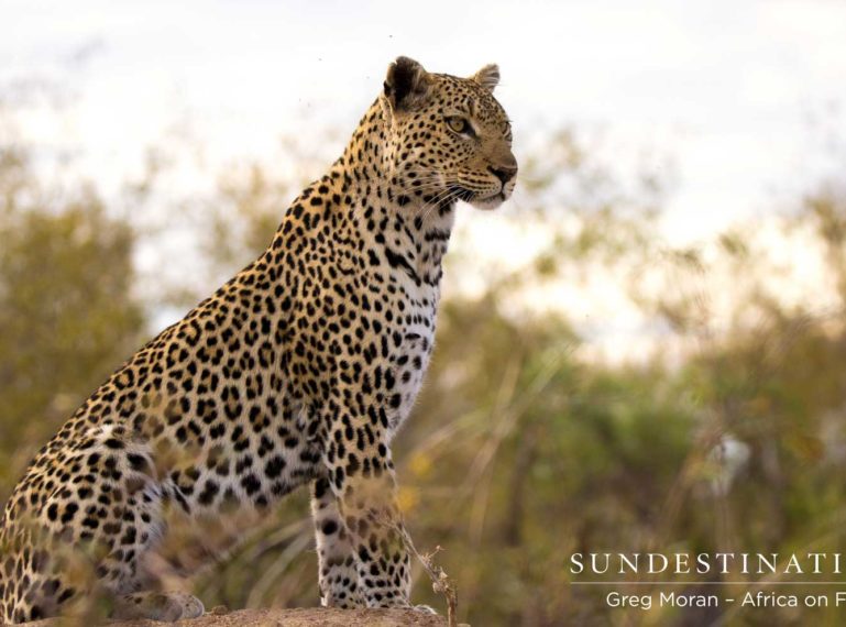 Lady Leopard, Cleo, Eyes out Impala