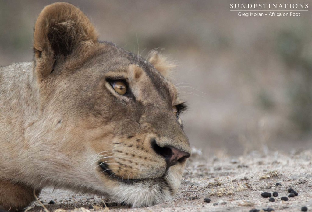 Resting after feasting - Ross Pride subadult female