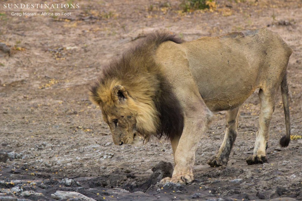 The Good lapping at the dry waterhole after a feast