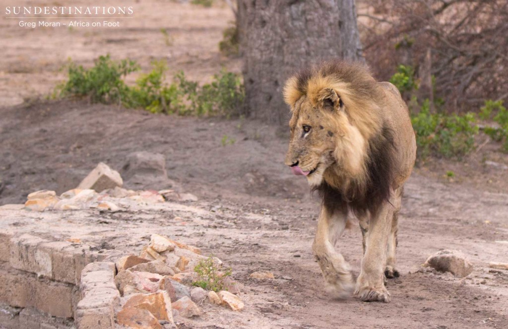 The Good strutting around the area