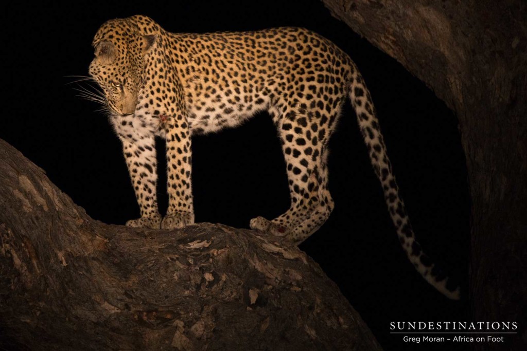 Leopard loses her kill to a hyena at Africa on Foot