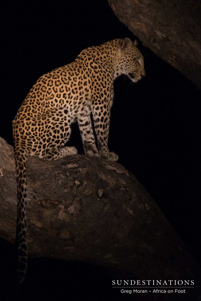 Guests watch this unknown leopard after a hyena disappears with her kill