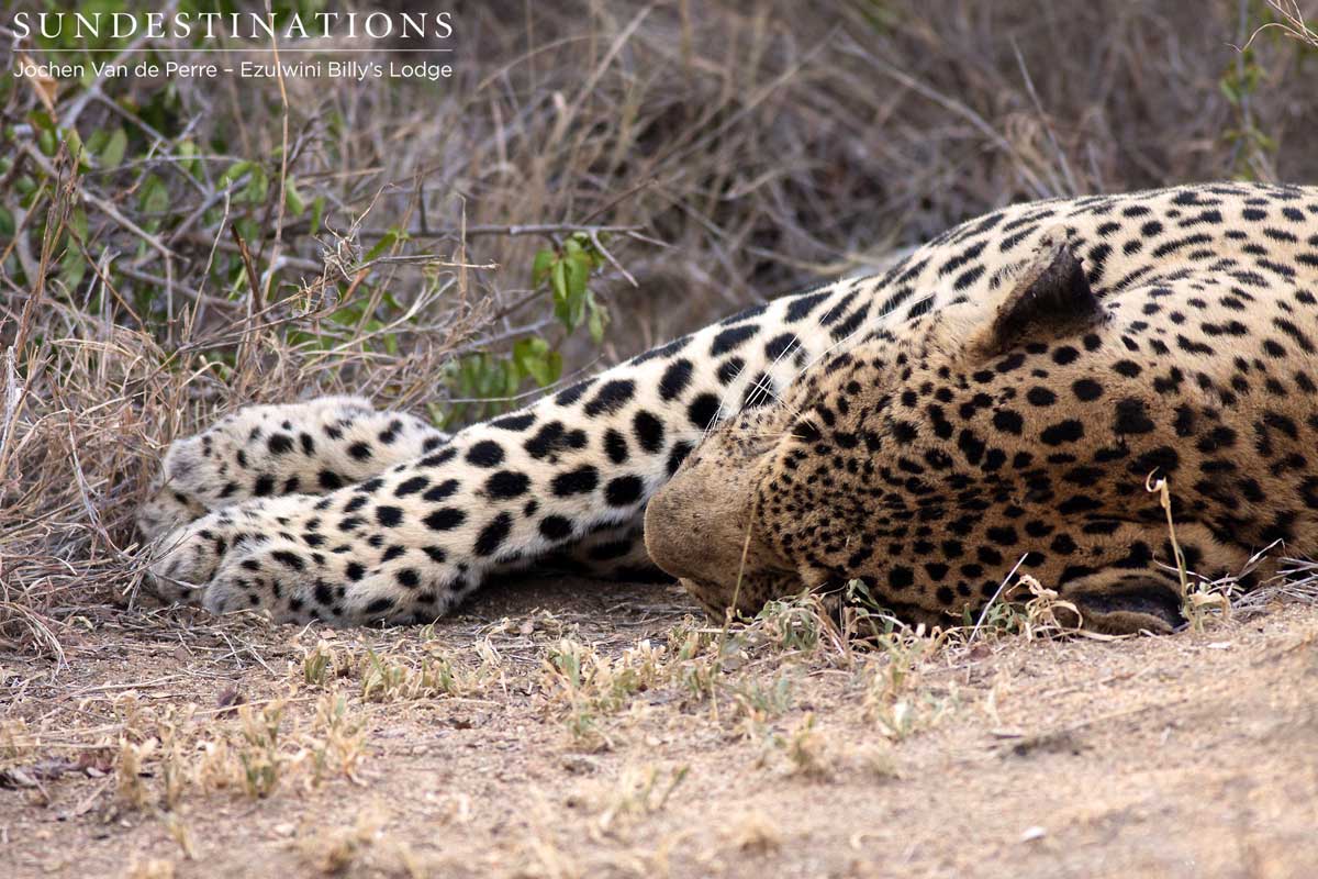 Chavaluthu Leopard Sleeping