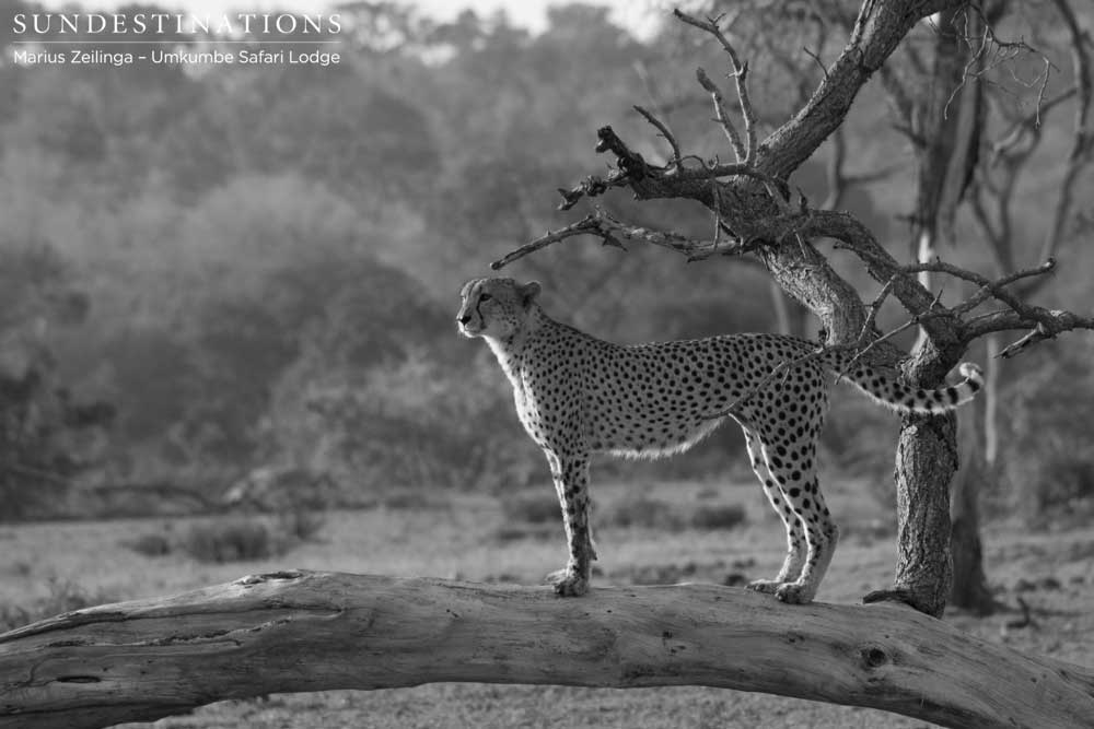 Male cheetah in black and white