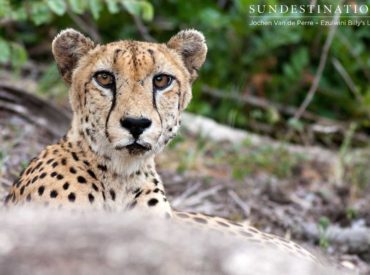 It’s a rare privilege to spot a lone and elusive cheetah while out on game drive. Cheetahs are delicate, slender cats that differ somewhat from other brutish feline species. They’re the sprinters of the wildlife kingdom and are often mistaken for leopards due to their similar rosette patterned coat. These solitary cats can reach speeds […]