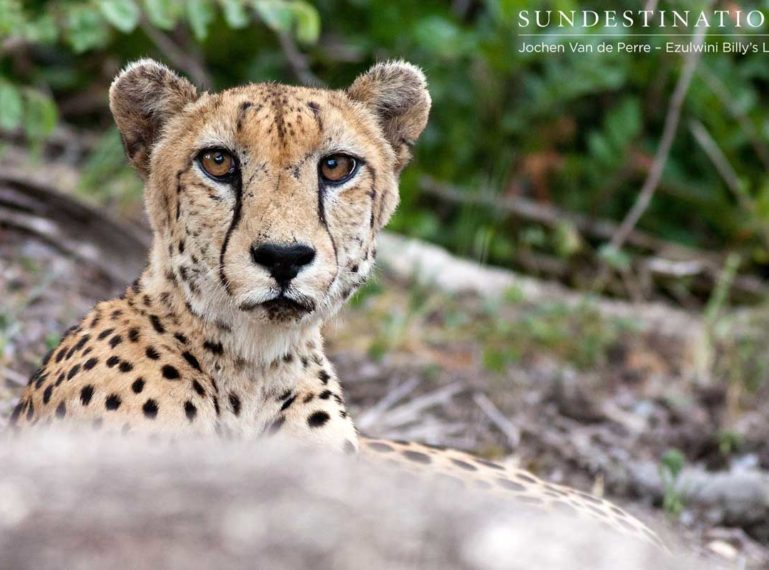 A Cheetah in Front of Ezulwini Billy’s Lodge