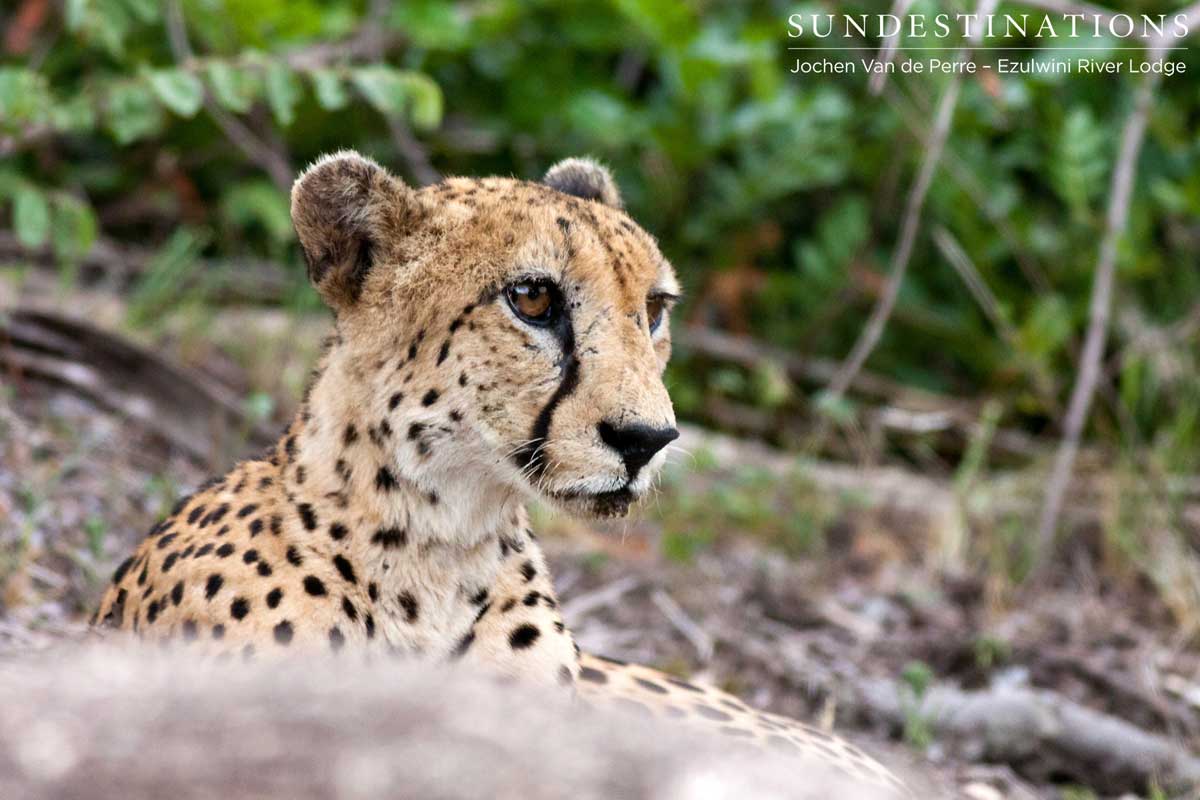 Cheetah Looking for Danger
