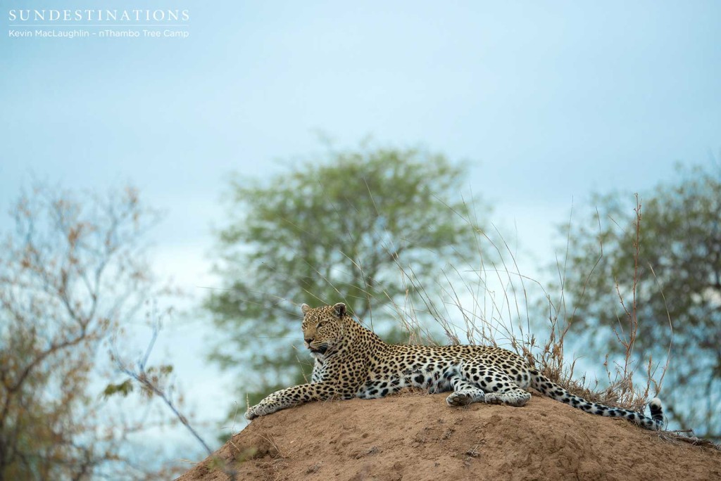 Cleo, one of Klaserie's famous female leopards