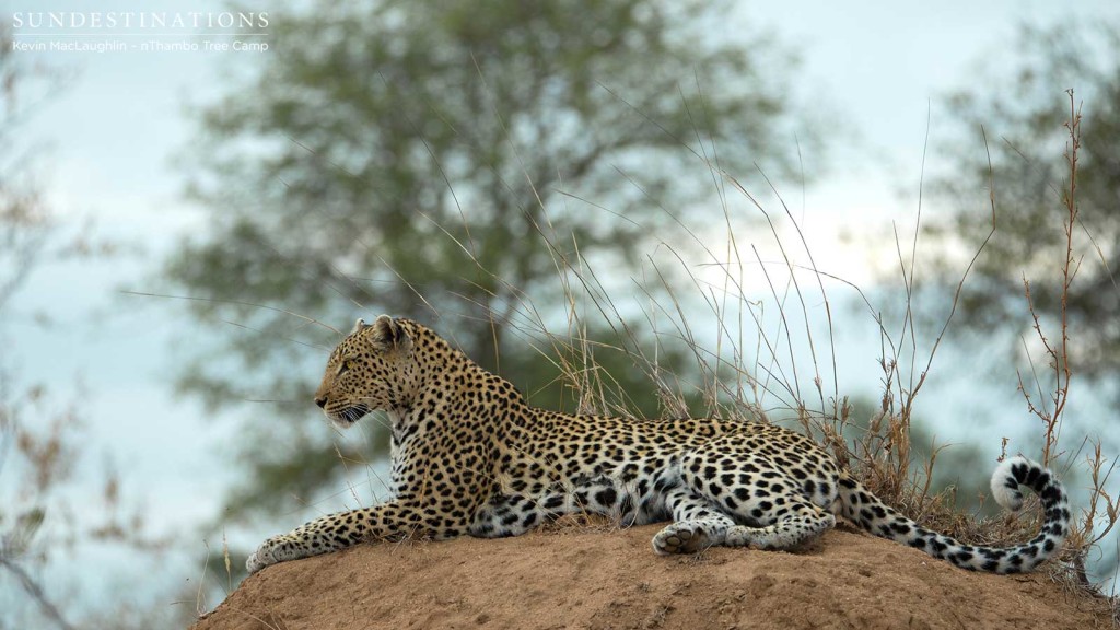 Cleo on the look out for impala