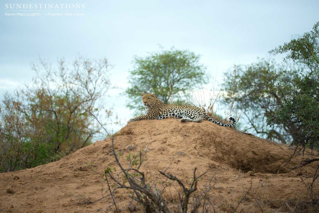 Cleo reclining on a termite mound