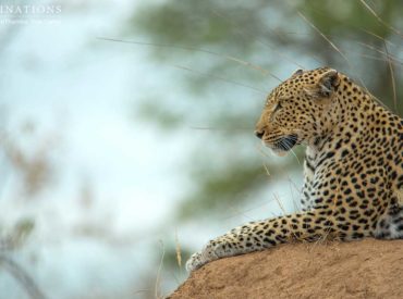 Ever since the unusually dry summer season arrived, and the water-dependant prey species wandered off to find reliable rivers and dams to sustain themselves, leopards have come out of the woodwork like never before. The dominant lions are focused on following the buffalo herds, and we’ve seen the Trilogy creep quietly toward areas where they can […]