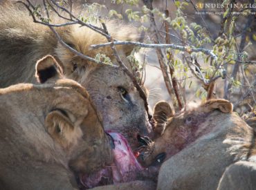 If you’ve  been a fan of the lions of the Klaserie, you’ll remember the Good. He was part of a coalition of 3 males we knew as the Good, the Bad, and the Ugly, and eventually, the Good and the Bad became the leaders of the legendary Ross Pride! These two majestic male lions dominated the […]