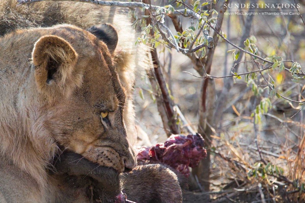 Young Ross Pride male dominating the kill