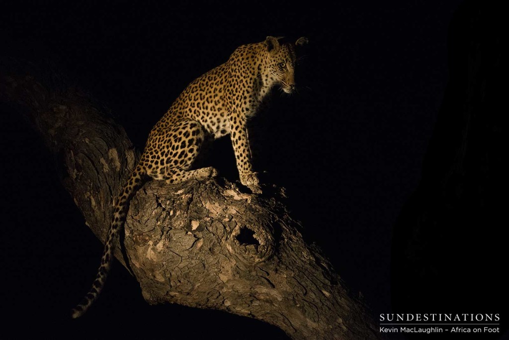Young leopard avoiding the hyena from her position in a tree