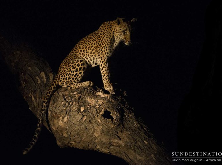 Leopard Kill at Africa on Foot Camp