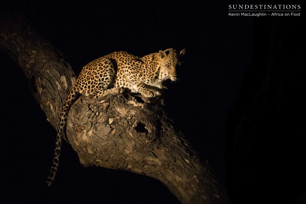 Leopard in a tree at Africa on Foot after hyena stole her kill