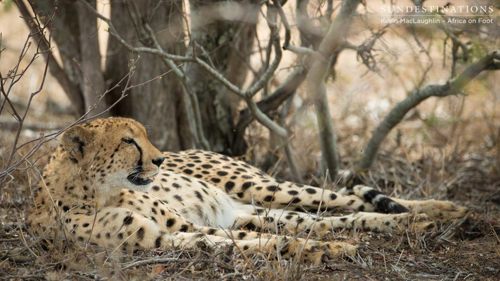 Full and satisfied lady cheetah