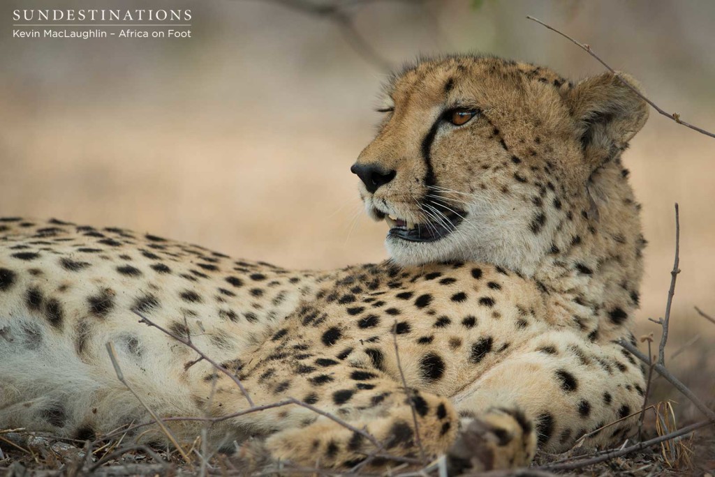 Cheetah checking out her surroundings