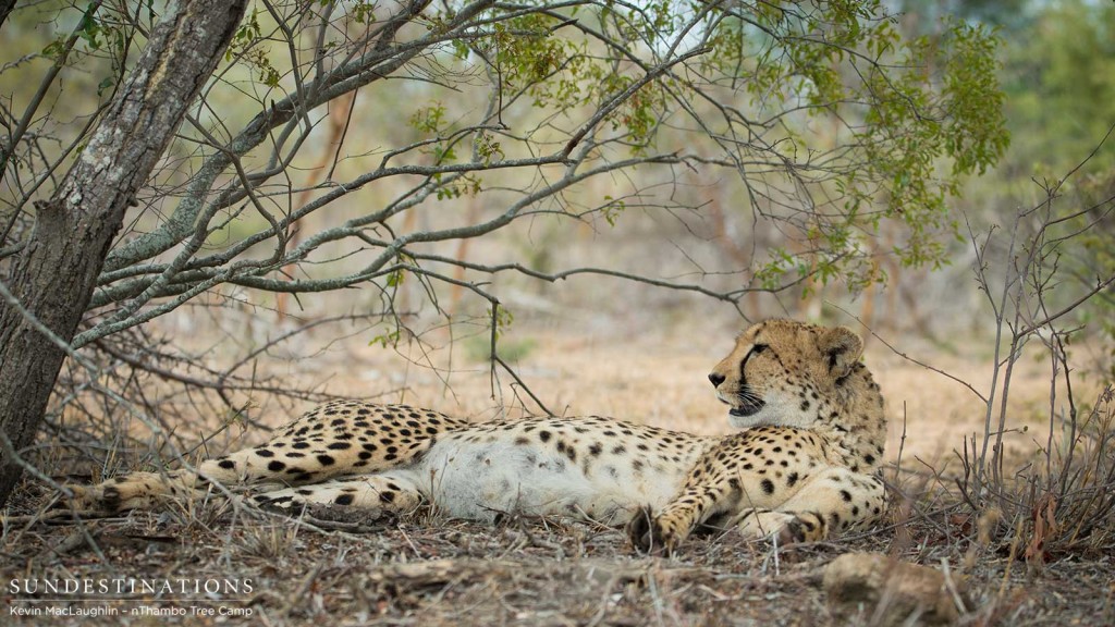 Cheetah resting in the shade