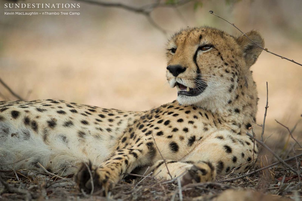 Cheetah enjoying her adoring audience