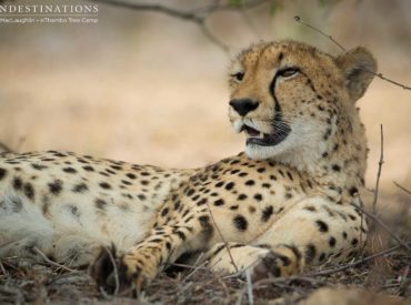 A rare and unique sighting of the ever elusive cheetah took place this morning for guests at Africa on Foot and nThambo Tree Camp. Cheetahs are a protected species, listed as vulnerable on the IUCN red list, and their estimated wild population in Southern Africa is a heartbreakingly low 4190 adult and adolescent individuals. They […]