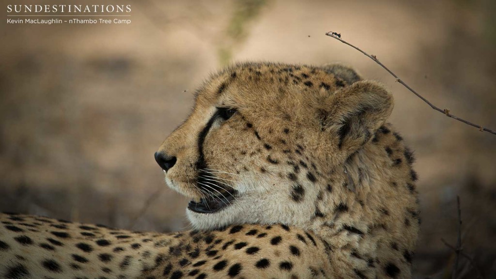 Cheetah profile