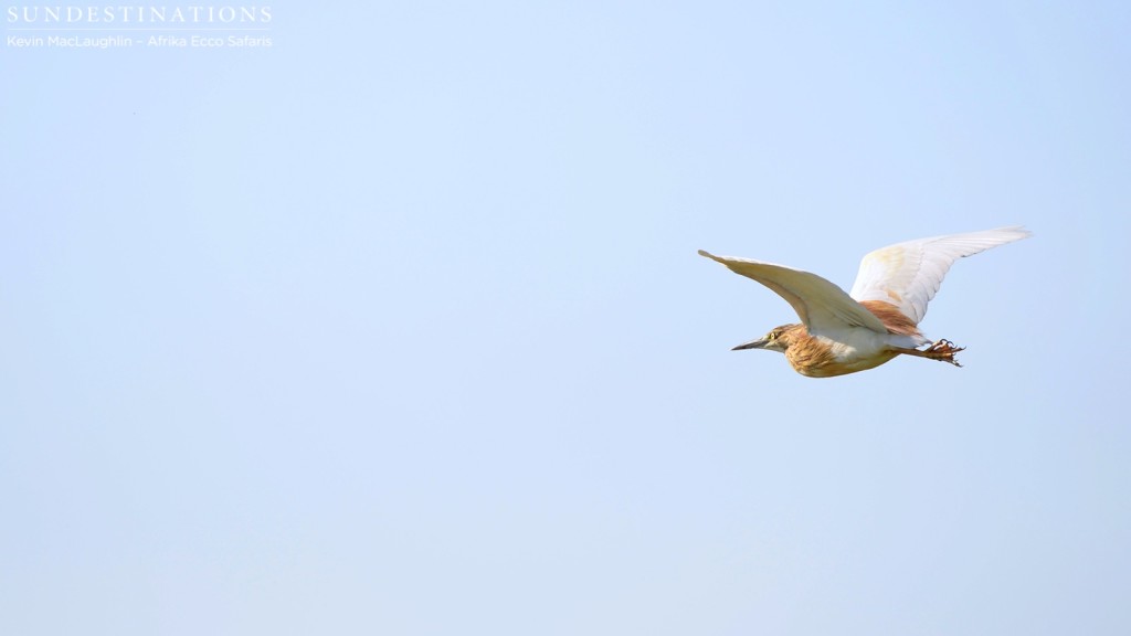 A squacco heron takes flight in the Delta skies