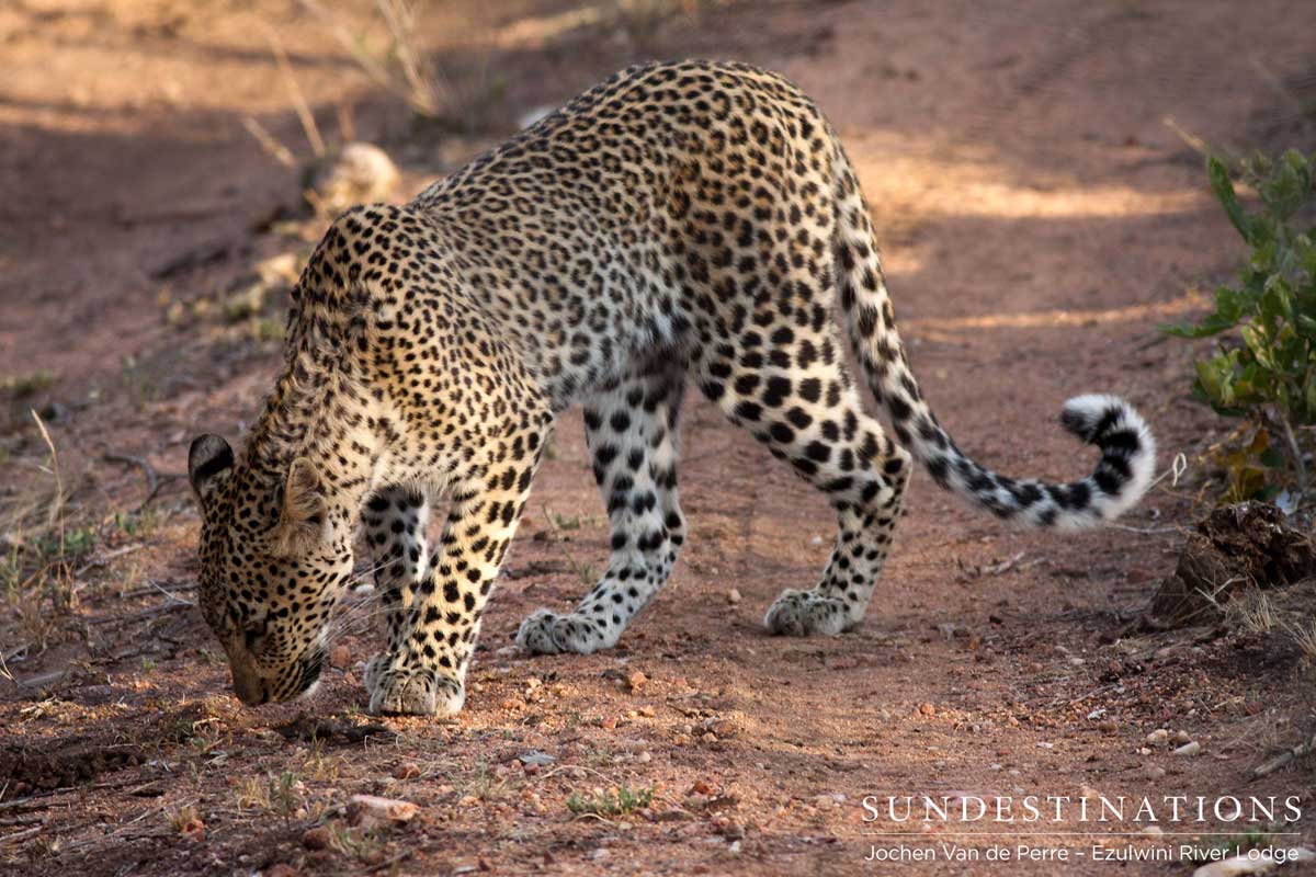 Ezulwini Leopard