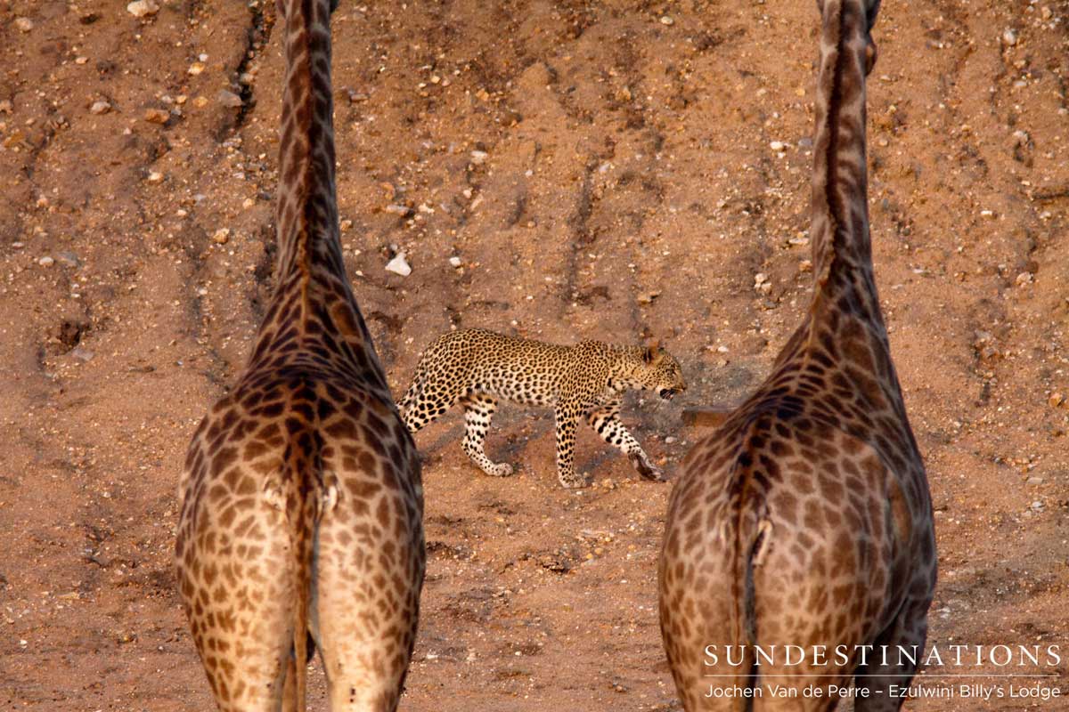 Giraffe Watch Leopardess