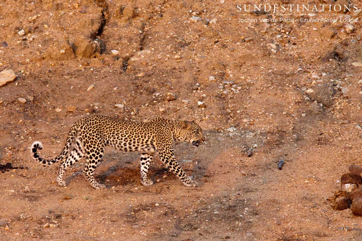 Leopard on Prowl
