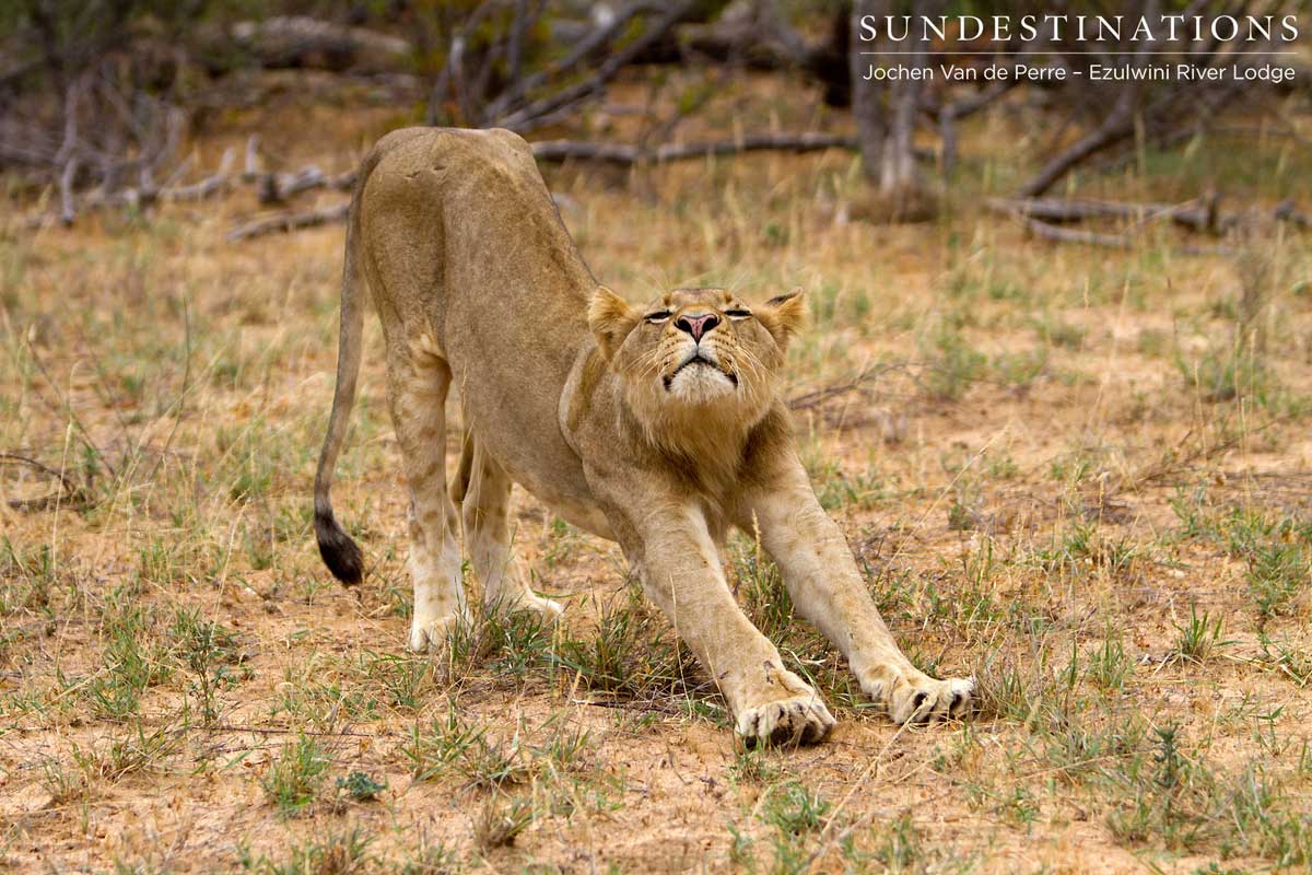 Lion Sub-Adult