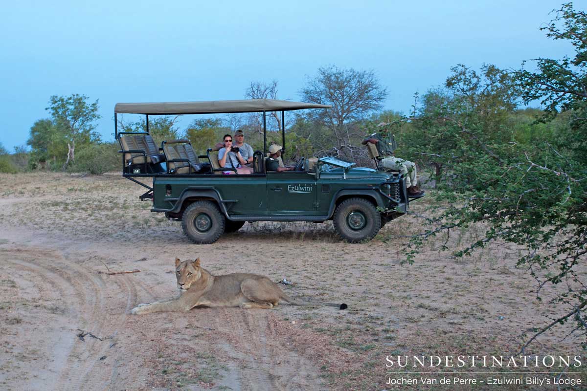 Lion Close to Vehicle