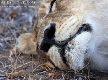 Just recently we’ve seen our fair share of big cats in the Balule. There’ve been cheetah sightings outside of Ezulwini Billy’s Lodge, sightings of leopards mating and lions doing what they do best – nothing! Let’s look at how the various big cats seen in the Balule take down their prey. How Lions Kill Their […]