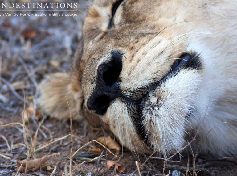 How the Big Cats of the Balule Take Down Prey