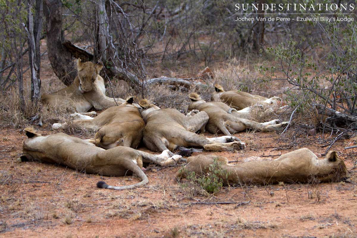 Pride of Lions