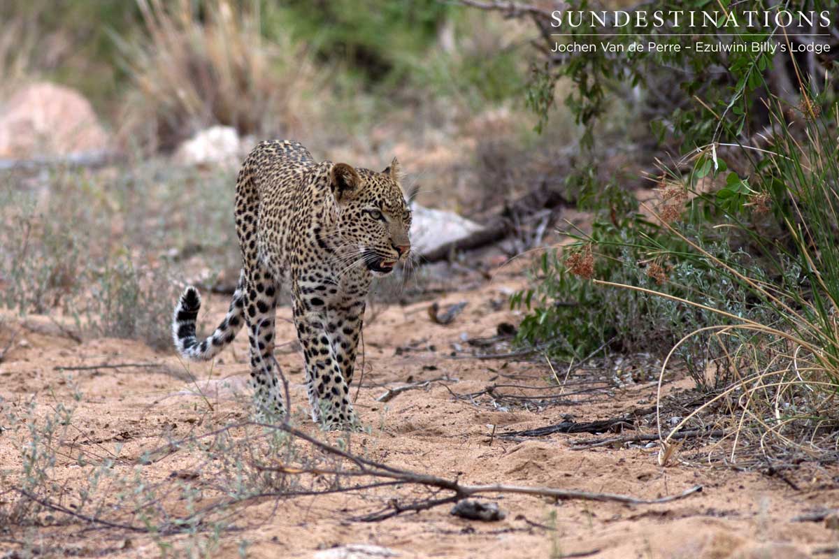 Van Wijk's Leopardess